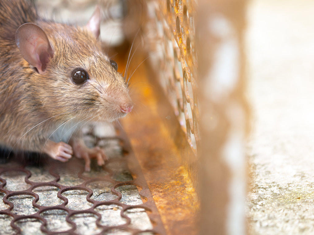 Nuisible piégé dans une cage